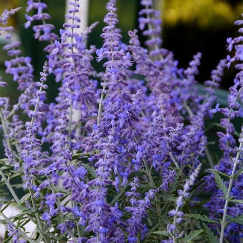 How To Make Large Russian Sage Plants Ideas Bagusnewsmyid