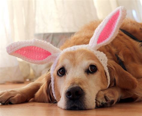 Bunny Ears For Dogs Pawsomecrochet Easter Pets Easter Pet Photos
