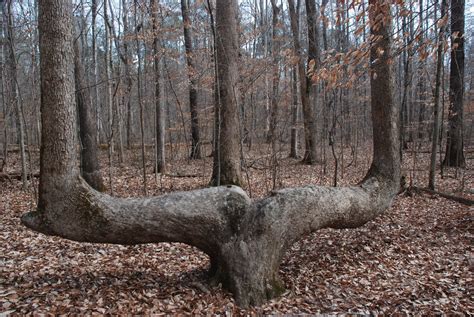 If You Come Across A Bent Tree In The Forest Start Looking Around