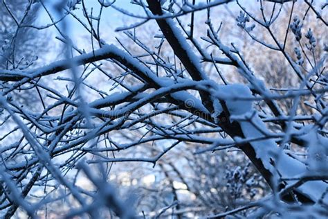 Winter Snow Covered Tree Branches Stock Image Image Of Cover Road