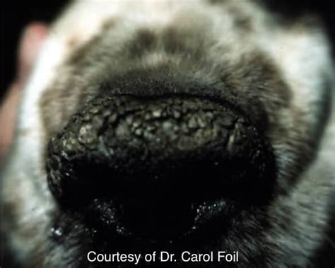 What Causes A Dogs Nose To Be Dry And Crusty