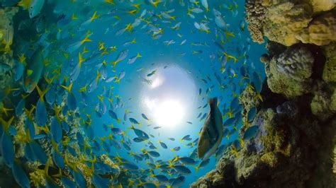 Gopro Awards Great Barrier Reef With Fusion Overcapture In 4k 3d Diving