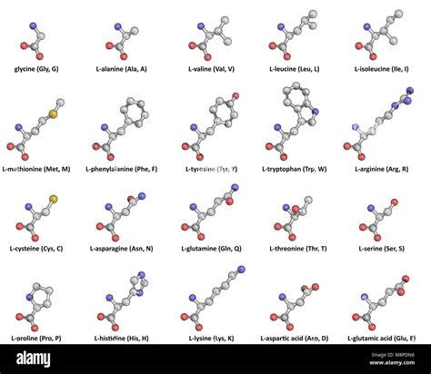 El 20 Proteinogenic Estándar L Aminoácidos En Bola Y Stick