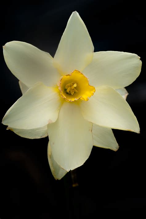 White Daffodil With Yellow Center