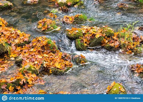 Autumn Stream Of Mountain River With Stones And Colorful Autumn Leaves