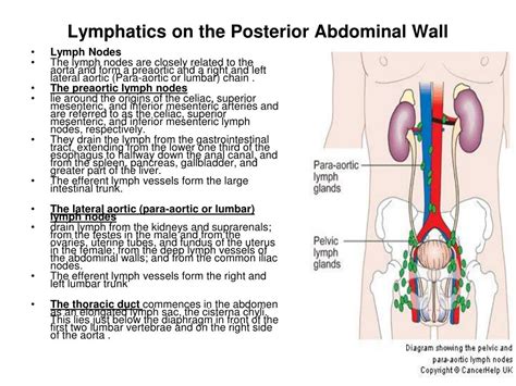Ppt Posterior Abdominal Wall Powerpoint Presentation Free Download