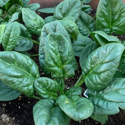 10 hardy garden plants that will give you lots of produce society19