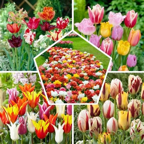 Lot De 50 Bulbes De Tulipes Exclusifs En Provenance Des Hollandes Au