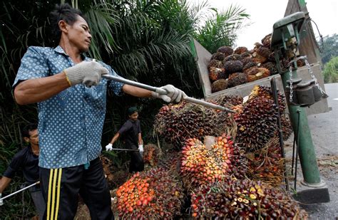 Самые новые твиты от cash oil co. Palm Oil, Rubber Prices Hit 5-Year Lows - WSJ