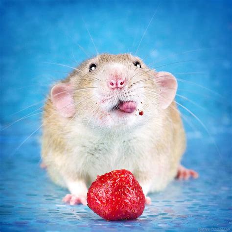 Cute Pet Rat Photos That Will Melt Your Heart By Diane Zdamar