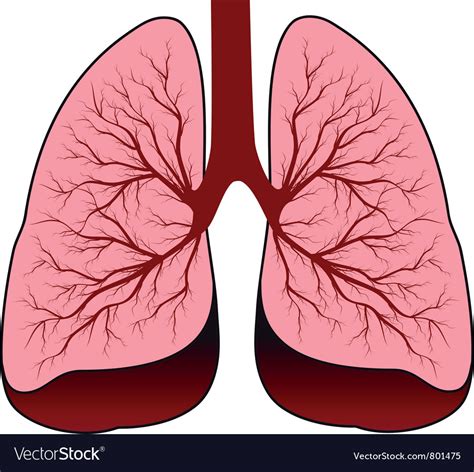 Bronchial System Human Lungs Royalty Free Vector Image