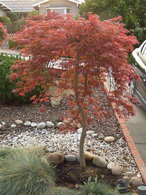 I find that the dissectum varieties handle sun a lot better than other palmate cultivars. PlantFiles Pictures: Cutleaf Japanese Maple, Threadleaf ...
