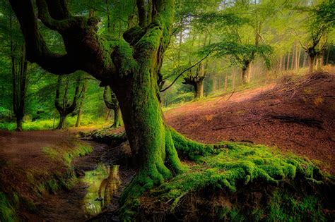 Forest Greenery Moss Nature Tree Wallpaper Resolution2048x1365 Id