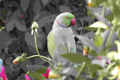 Budgerigar Colors And Their Variety Photo Album The Perruches