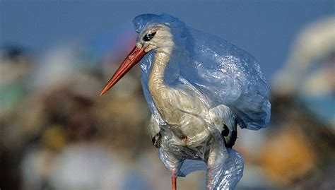 The Mediterranean A Plastic Trap For Birds — Medwet