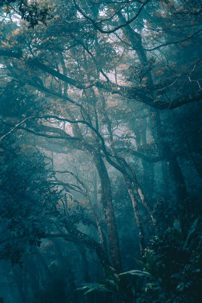 Deep Dark Forest Silhouette Stock Photos Pictures And Royalty Free