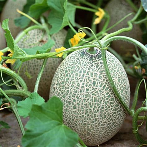 How To Grow Cantaloupe Plant Instructions
