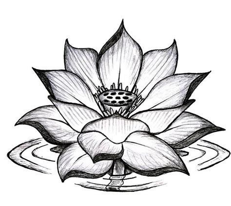 Realistic Lotus Flower Drawing At Getdrawings Free Download