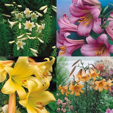 Trumpet Lily Collection Trumpet Lily Bulb Flowers Lily Flower