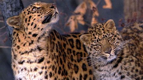 Bbc One Planet Earth Seasonal Forests Amur Leopards