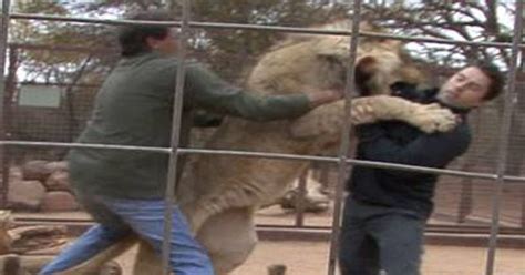 Omg Lion Eating A Man Video Dailymotion