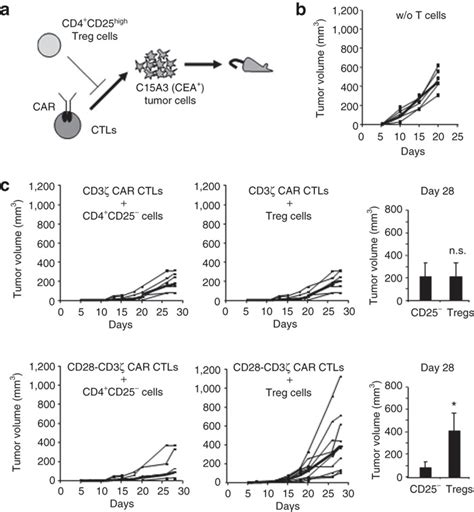 Tumor Cell Lysis By The Cd Cd Chimeric Antigen Receptor Car