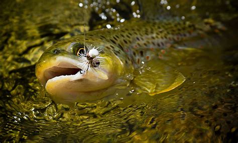 56+ Fly Fishing Wallpapers on WallpaperPlay