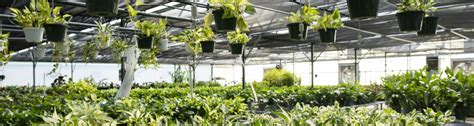 So You Think You Want to Start a Greenhouse Business in Florida - UF