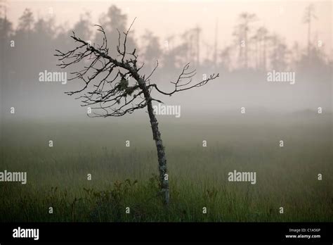 Dry Tree On A Marsh In The Mist Stock Photo Alamy