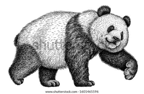 Black White Engrave Isolated Panda Illustration Stock Illustration