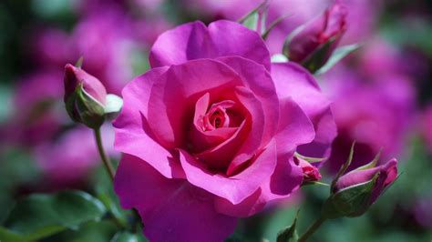 Beautiful Rose Flowers Wallpapers 52 Images