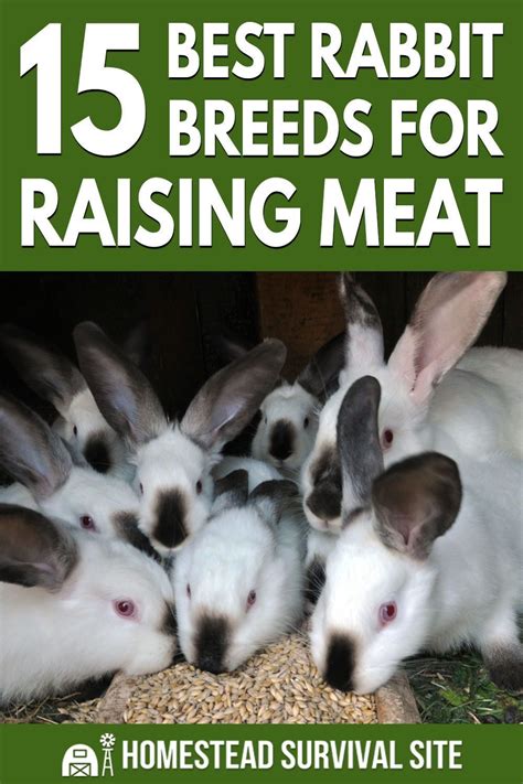 the key to raising quality meat rabbits is starting small invest in proven breeding stock and