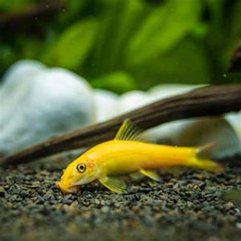 Buy Golden Algae Eater Aquarium Fish Online