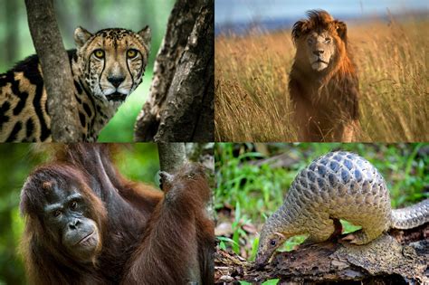 Fighting Extinction Researching And Designing Solutions To Protect