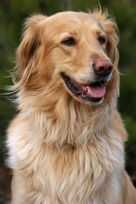 Meine oma hat eine bernhardiner labrador mischlings hündin und sie ist stolze 83 cm groß, der mindestens so groß wie ein labrador, maximal so groß wie ein bernhardiner. Golden Retriever Mix Welpen Kaufen