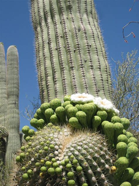 Saguaro Wikipedia The Free Encyclopedia Cactus Plants Cactus