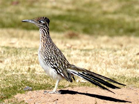 Greater Roadrunner Birds And Blooms