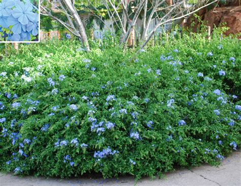 The hotter it gets in the desert, the happier this flowering shrub is! Gilbert Arizona Landscaping Plants List