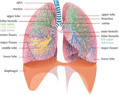 Structure Of Lungs In Hd