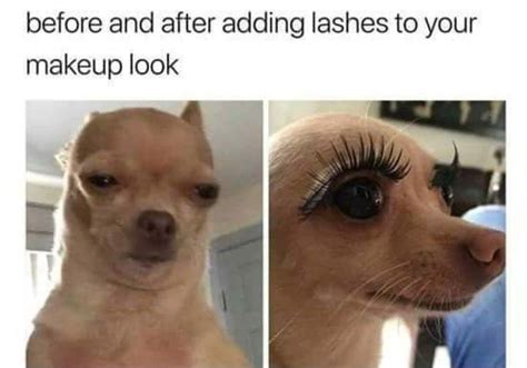 Chihuahua With Eyebrows Meme Inconceivable Imgflip 230 503