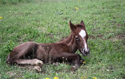 44 Heartwarming Photos Of Cute Baby Animals