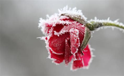 Frosty Rose By Orava On Deviantart
