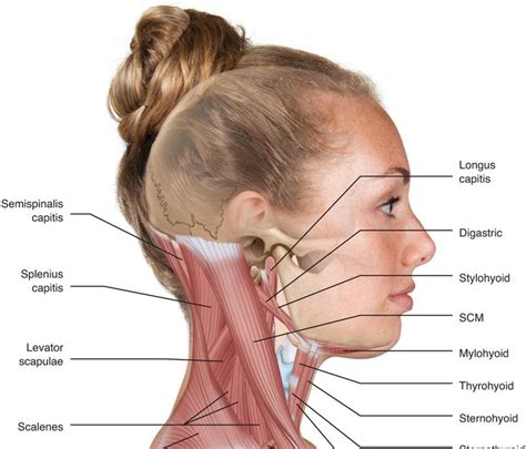 Back Of Neck Anatomy Diagram Want To Learn More About It