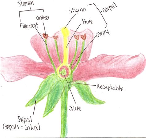 Biology Angiosperm Flower By Ilyaha On Deviantart