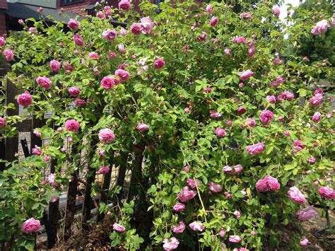 La Reine Victoria Antique Rose Side Yard Garden Inspiration