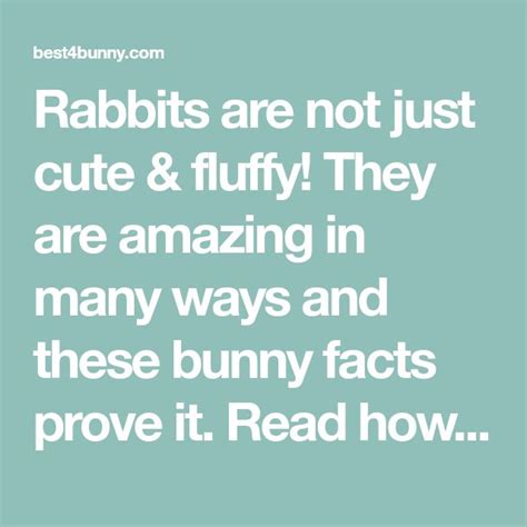 10 Incredible Facts About Rabbits That Will Amaze Everyone The