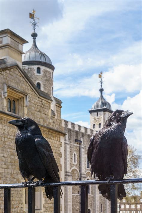 Baby Ravens Were Born At The Tower Of London For The First Time In 30