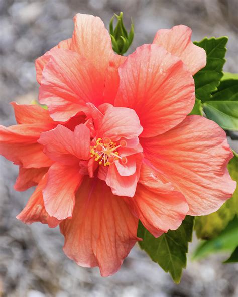 Orange Double Hibiscus Photograph By Dawn Currie