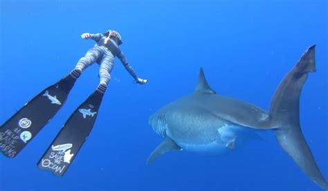 Ocean Ramsey nage avec des requins blancs pour dénoncer Hollywood