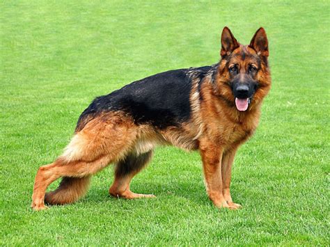 German Shepherd Great Dog Breeds